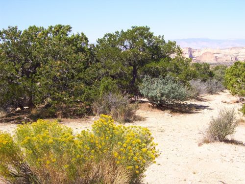 utah desert landscape