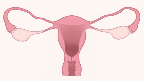 uterus  ovary  ovaries