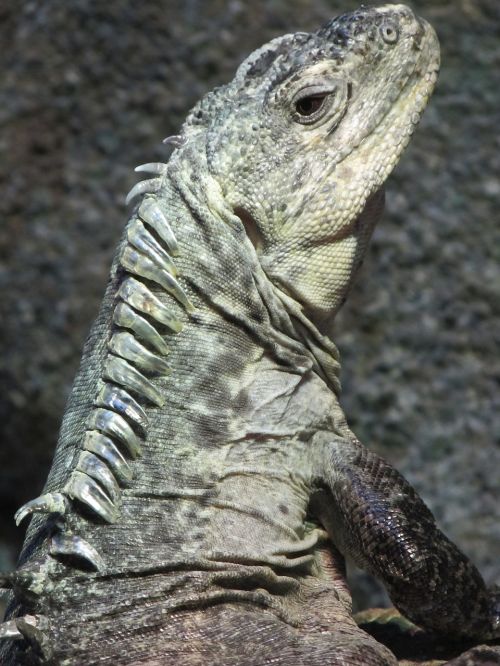 utila iguana reptile wildlife