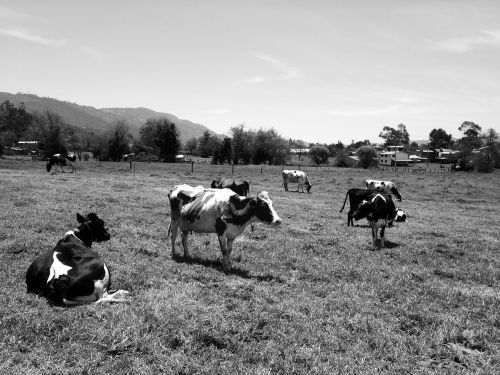 cows portrait rural