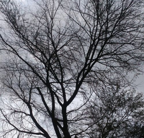 vachellia nilotica tree natural
