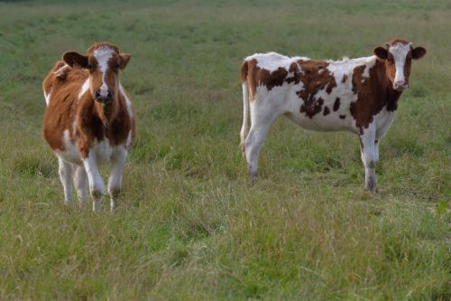 Cows In Meadow