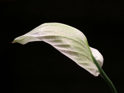 vaginal sheet leaf white