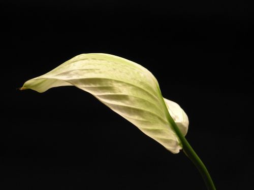 vaginal sheet yellowish leaf