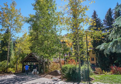 vail colorado forest