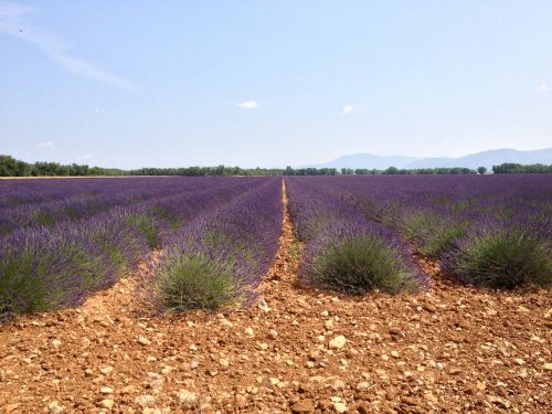 valensole lavender summer