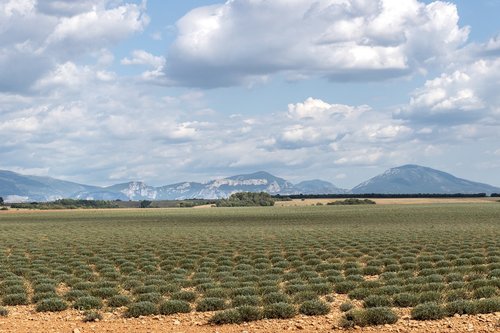 valensole  lavender field  end of season