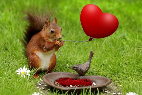 valentine heart animal