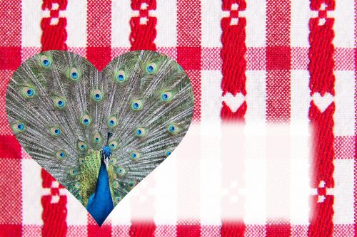 valentine heart peacock