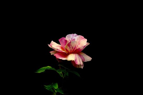 valentine's day  rose  flower