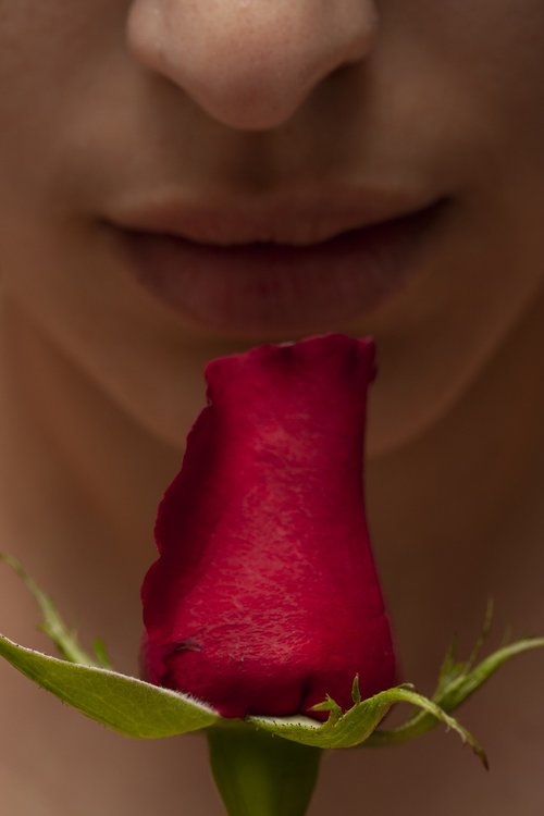 valentine's day  love  flower