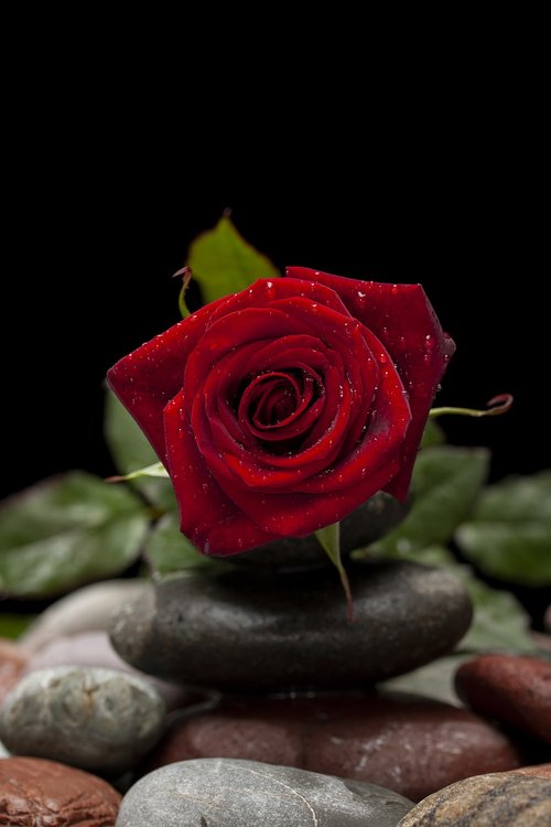 valentine's day  love  flower