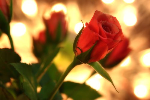 valentine's day  rose  flowers