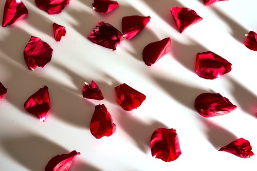 valentine's day  love  rose