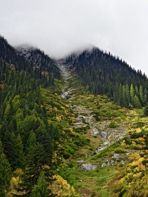 valley cleaning forest