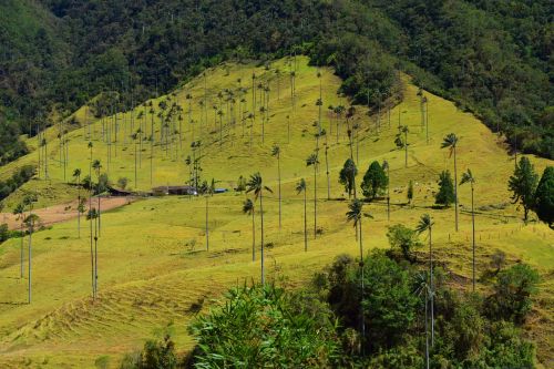 valley cocora salento