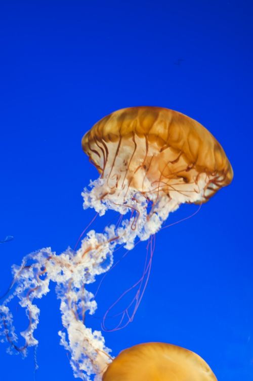 vancouver aquarium jellyfish jelly fish
