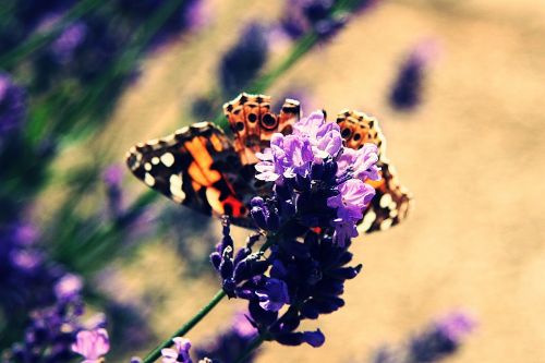 vanessa cardui painted lady edelfalter