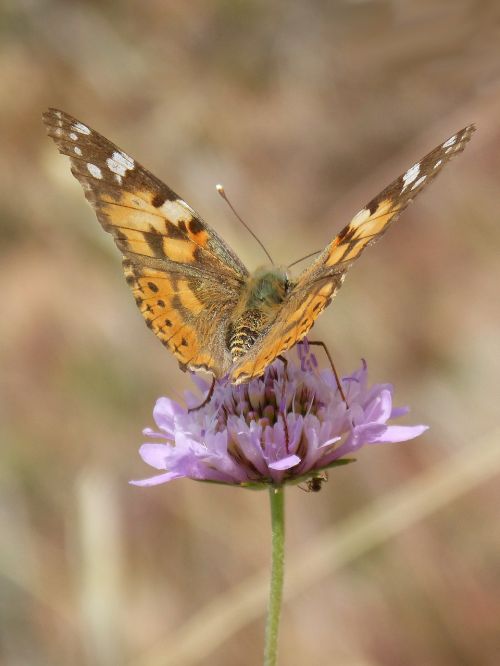 vanessa cardui butterfly flower