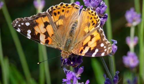 vanessa cardui  butterfly  insect