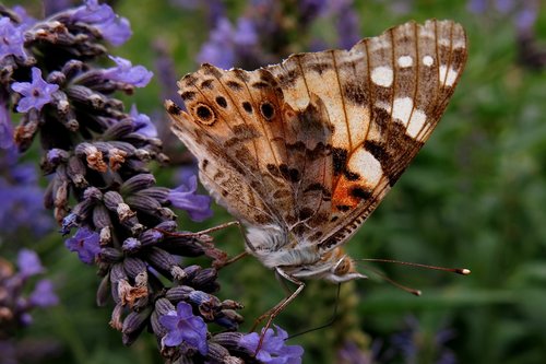 vanessa cardui  edelfalter  butterfly