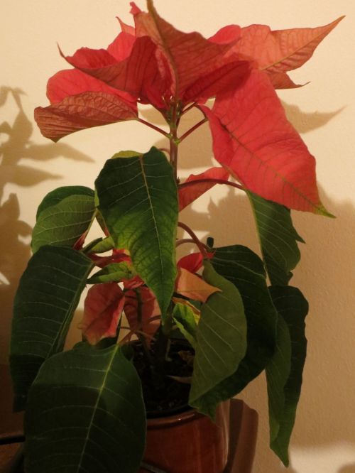 Poinsettia