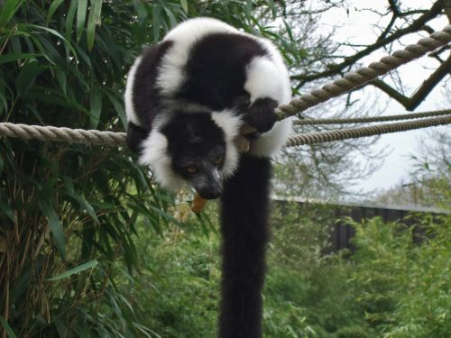 vari lemur prosimian