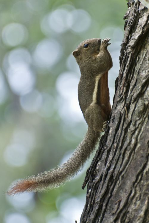 variable squirrel penang malaysia