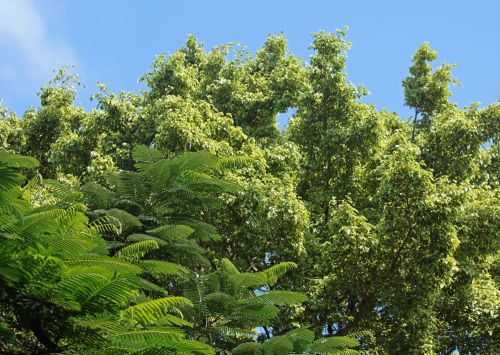 Variation Of Foliage And Blue Sky