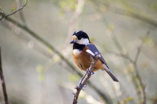 varied tit  bird  nature