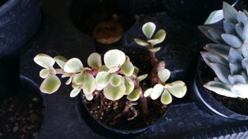 Variegata Succulent