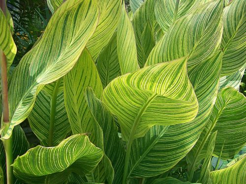 variegated canna leaves
