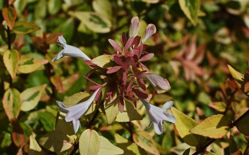 variegated abelia flower blossom