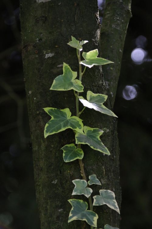 variegated ivy trunk creeper