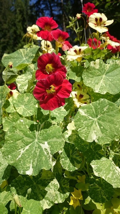 variegated nasturtiums red yellow