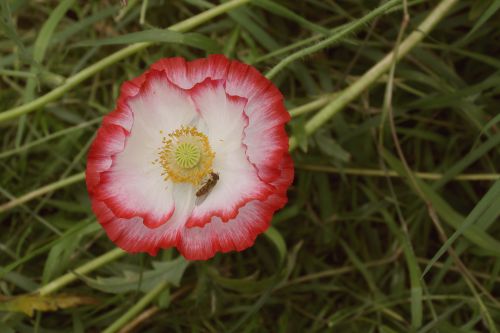 Variegated Poppy