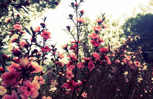 variety of colors clutter flower