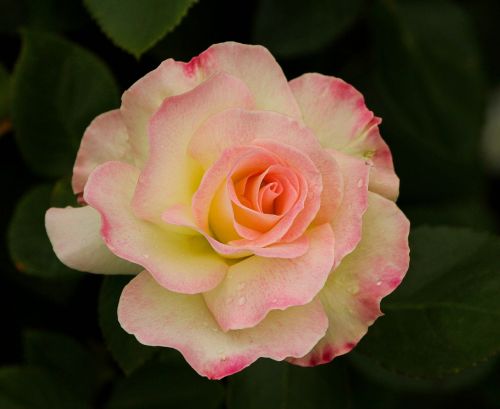 varigated rose flower blossom
