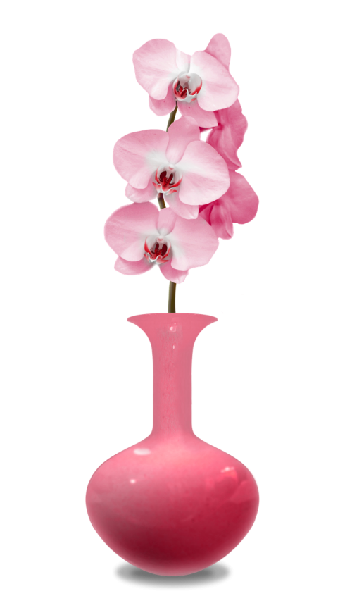 vase orchids pink