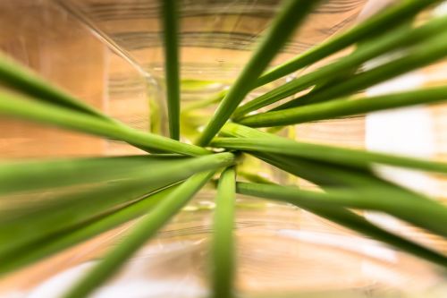 vase flowers stalk