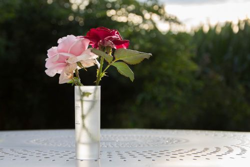 vase flowers roses