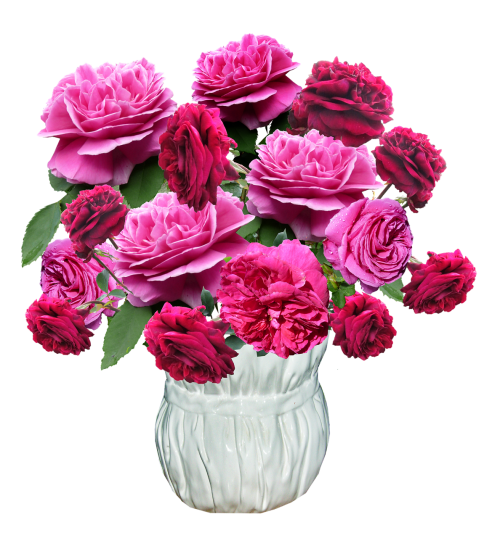 vase roses red