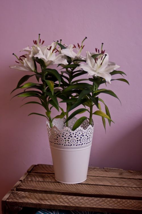vase plant flower