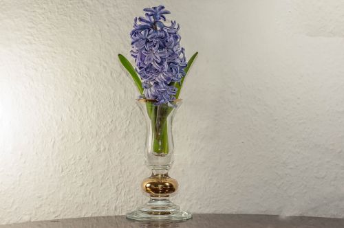 vase flower still life