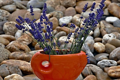 vase  lavender  purple