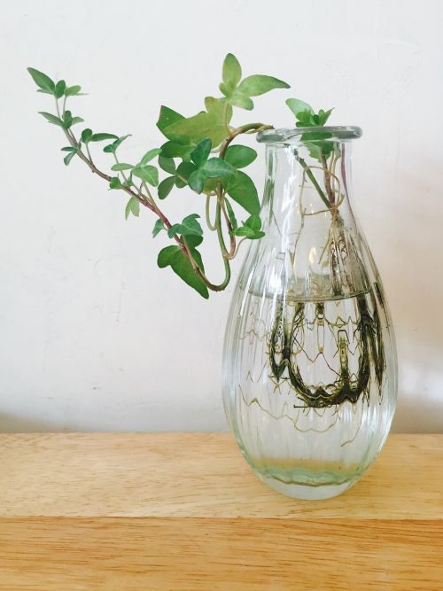 vase nature plants