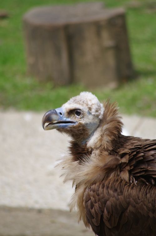vautour moine vulture zoo