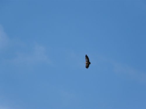 vautour moine vulture bird