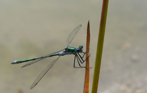 Dragonfly