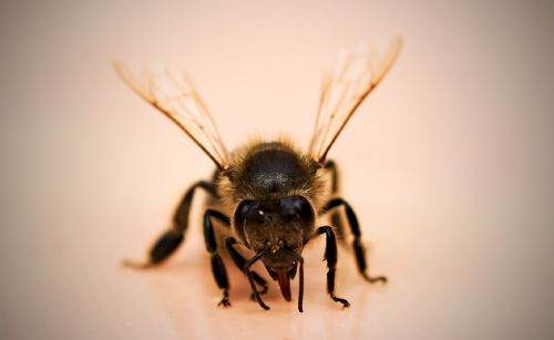 Bee